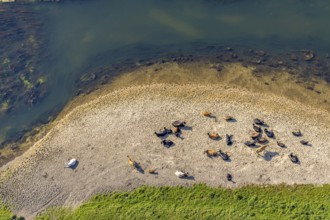 Aerial view, nature reserve Lippeaue, river Lippe, Benninghausen, Lippstadt, district Soest, North