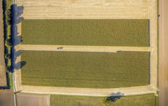 Aerial view, meadows and fields, harvest time, Herzfeld, Lippetal, Kreis Soest, North