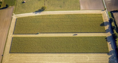 Aerial view, meadows and fields, harvest time, Herzfeld, Lippetal, Kreis Soest, North