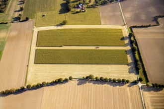 Aerial view, meadows and fields, harvest time, Herzfeld, Lippetal, Kreis Soest, North