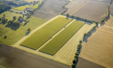 Aerial view, meadows and fields, harvest time, Herzfeld, Lippetal, Kreis Soest, North