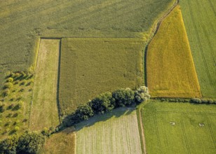 Aerial view, meadows and fields with row of trees, Herringhausen, Lippstadt, Kreis Soest, North