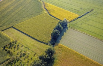 Aerial view, meadows and fields with row of trees, Herringhausen, Lippstadt, Kreis Soest, North