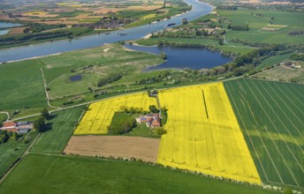 Aerial view, river Rhine, farmstead in rape field, Reeserward, lake in nature reserve Grietherorter