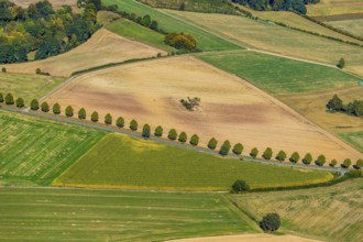 Aerial view, tree row at the roadside, Schieder-Schwalenberg, OWL, Ostwestfalen-Lippe, East