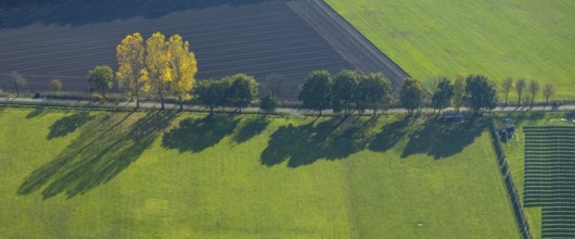 Aerial view, tree avenue, meadows and fields, Schermbeck, Ruhr area, North Rhine-Westphalia,