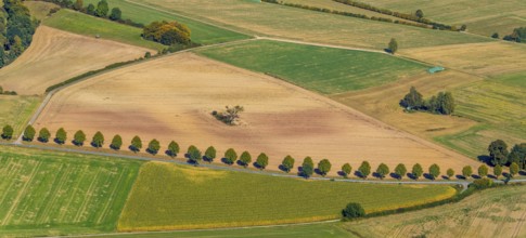 Aerial photo, tree row at the roadside, Schieder-Schwalenberg, OWL, Ostwestfalen-Lippe, East