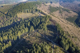 Aerial photo, forest dieback, deforestation, Fredeburg, Schmallenberg, Sauerland, North