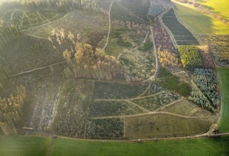 Aerial view, hilltop, forest damage, Bödefeld, Westernbödefeld, Schmallenberg, Sauerland, North