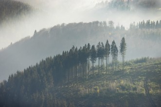 Aerial view, hilltop in fog, forest damage, Bödefeld, Schmallenberg, Sauerland, North
