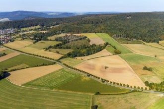 Aerial view, tree row at the roadside, Schieder-Schwalenberg, OWL, Ostwestfalen-Lippe, East