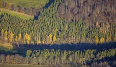 Aerial view, forest area forest dieback, Westernbödefeld, Schmallenberg, Sauerland, North