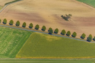Aerial view, tree row at the roadside, Schieder-Schwalenberg, OWL, Ostwestfalen-Lippe, East
