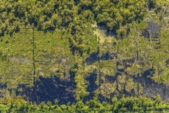 Aerial view, Venner Moor nature reserve, Dortmund-Ems canal, forest damage, Senden, Münsterland,