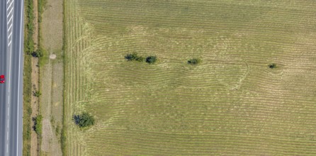 Aerial view, Mown field, Single trees, Mörs, Ruhr area, North Rhine-Westphalia, Germany, DE,