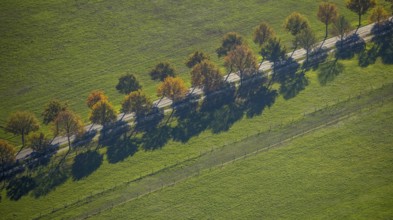 Aerial view, row of trees on a country road, Steinbrückenstraße, Moers-Hülsdonk, Mörs, Ruhr area,