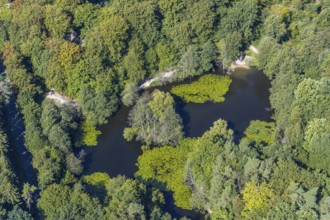 Aerial view, witches pond, cleared forest areas, Menden, Sauerland, Märkischer Kreis, North