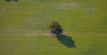 Aerial view, tree in a meadow, at Zachariassee, Lipperode, Lippstadt, Soest district, North
