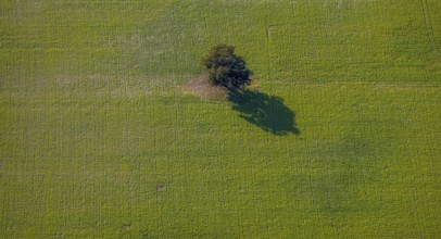 Aerial view, tree in a meadow, at Zachariassee, Lipperode, Lippstadt, Soest district, North