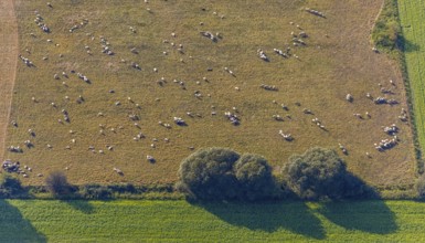 Aerial view, flock of sheep, Bleidiger Weg, am Zachariassee, Lipperode, Lippstadt, Kreis Soest,