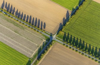 Aerial view, tree row with shadow, crossroads, Gehlenbeck, Lübbecke, Ostwestfalen-Lippe, OWL, North