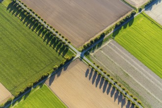 Aerial view, tree row with shadow, crossroads, Gehlenbeck, Lübbecke, Ostwestfalen-Lippe, OWL, North