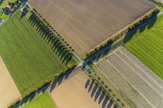 Aerial view, tree row with shadow, crossroads, Gehlenbeck, Lübbecke, Ostwestfalen-Lippe, OWL, North