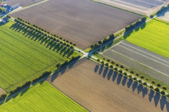 Aerial view, tree row with shadow, crossroads, Gehlenbeck, Lübbecke, Ostwestfalen-Lippe, OWL, North
