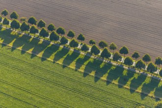 Aerial view, row of trees with shadows, Gehlenbeck, Lübbecke, Ostwestfalen-Lippe, OWL, North