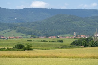 Scenery in the Alsace region of france including some vineyards and a small village at summer time