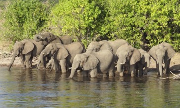 Riparian scenery showing a herd of elephants in Botswana