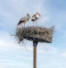 White storks on their nest in front of mostly blue sky