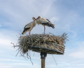 White storks on their nest in front of mostly blue sky