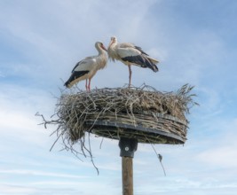 White storks on their nest in front of mostly blue sky