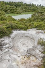 Scenery around the Geothermal Valley Te Puia in New Zealand