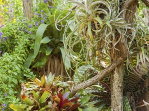 Vivid scenery including lots of various jungle plants