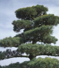 Outdoor detail of a big conifer Bonsai plant
