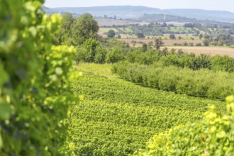 Sunny winegrowing scenery in Hohenlohe, a area in Southern Germany at late summer time