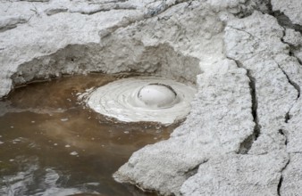 Mud pool closeup scenery around the Geothermal Valley Te Puia in New Zealand