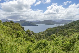 Scenery around the Cullen Point Lookout in the Marlborough Region of New Zealand