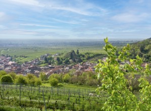 Scenery around Sankt Martin, a municipality in the Southern Wine Route area in Rhineland-Palatinate