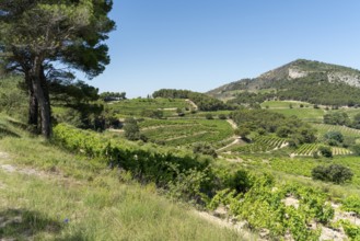 Scenery around La Roque-Alric in the Vacluse department in the Provence region of southern France