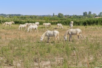 Some Camargue horses seen in in the Camargue, a area in Southern France