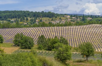 Lavender field near Mont Ventoux, a mountain in the Provence region of southern France