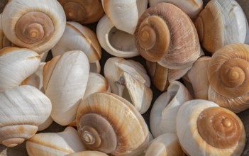 Full frame shot showing lots of brown-white snail shells
