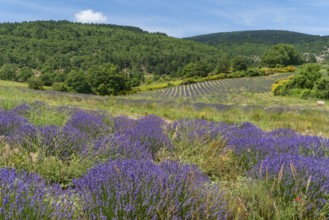 Lavender fields near Mont Ventoux, a mountain in the Provence region of southern France