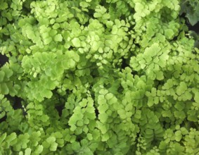 Full frame maidenhair fern background