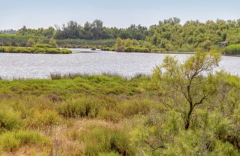 Riparian scenery around the Regional Nature Park of the Camargue in Southern France