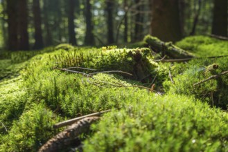 Sunny illuminated low angle forest scenery with moss and ground cover vegetation