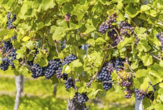 Detail of blue grapes in a sunny illuminated vineyard